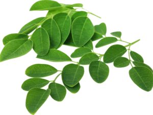 Moringa Podi